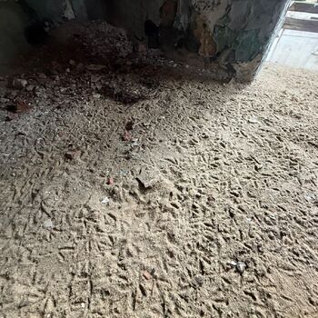 Kde holubi chodí pěšky