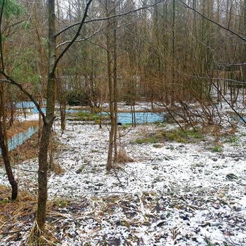 tree forest trees landscape snow