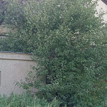 Agricultural area 2023