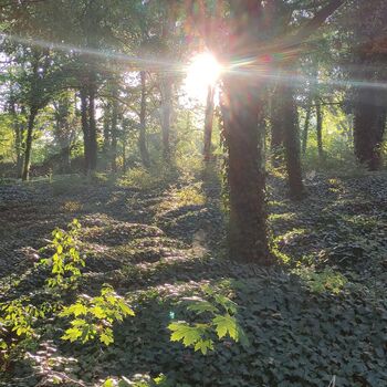 Bohnický hřbitov bláznů 🕯️🗝️🪦