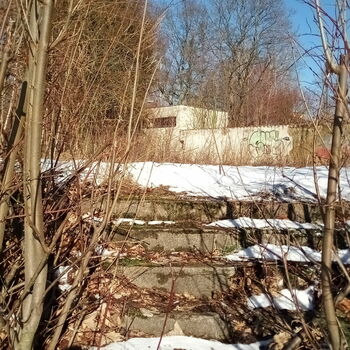 strom Les stromy krajina sníh zima