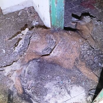 sheepfold - dead animals