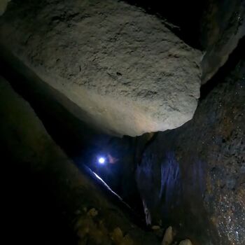 Schmale Galerie-Kletterpflanzen