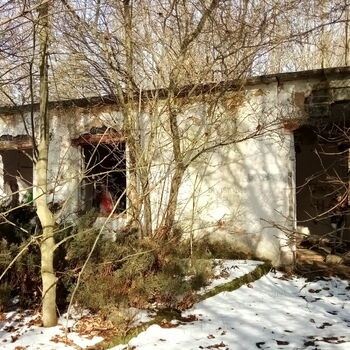 sníh strom Les zima krajina stromy počasí studené sníh strom Les zima krajina stromy počasí studené