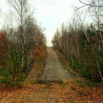 strom Les krajina stromy podzim