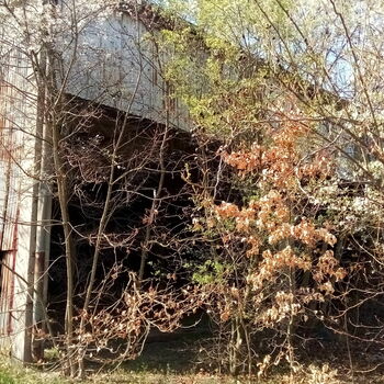 stodola strom zemědělské budovy krajina Les plot