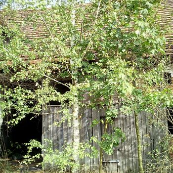 strom woody plant vascular plant rostlina Les