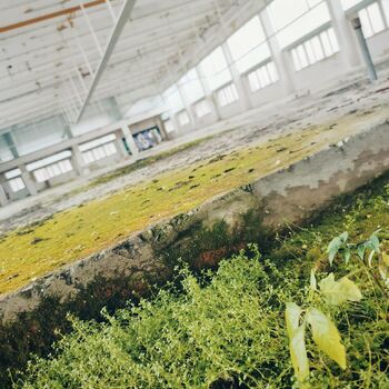 budova skleníkové struktura