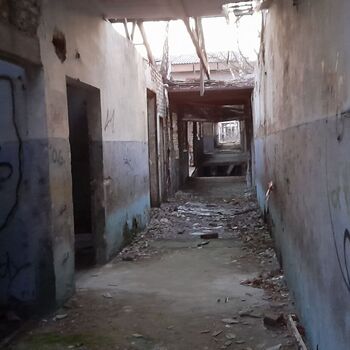 Calf (2025) Calf (2025)