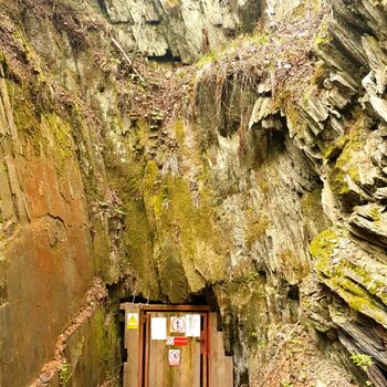 strom woody plant Les