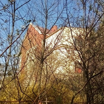 strom woody plant Les stromy vascular plant