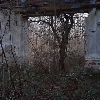 Calf (2025) Calf (2025)