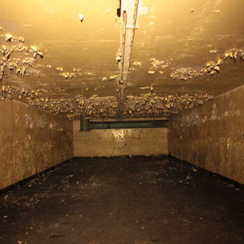 Maple 52 with swimming pool