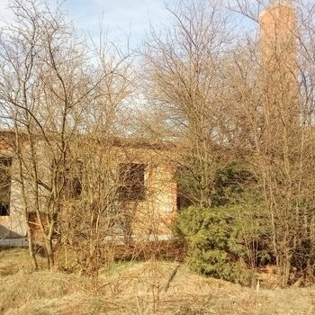 tree landscape forest woody plant autumn