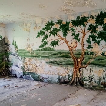 tree woody plant bonsai vascular plant