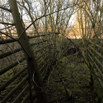 Schweinehüter Schweinehüter