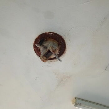 Šnek Gastropod bezobratlí měkkýš zvíře Rak poustevníček pomalu členovců Šnek Gastropod bezobratlí měkkýš zvíře Rak poustevníček pomalu členovců