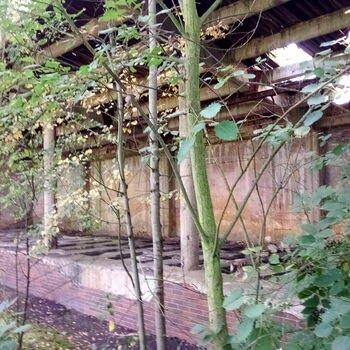 tree forest woody plant tree forest woody plant