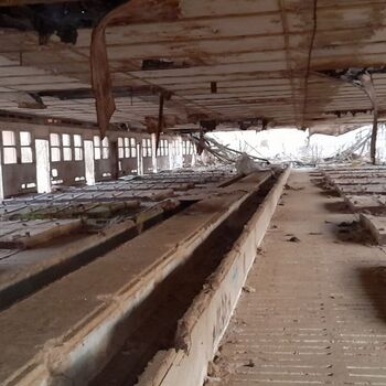 Calf (2025) Calf (2025)