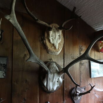 A grove in the borderlands.