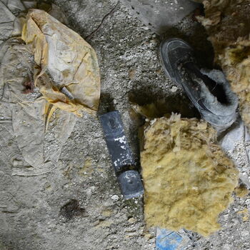 korýši členovců krab