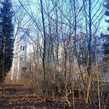Baum Wald Bäume Landschaft Birke