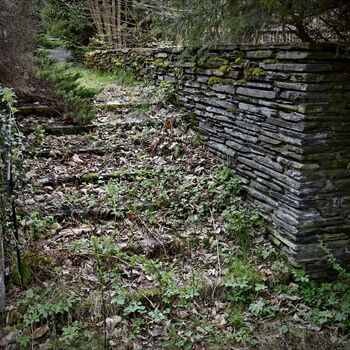tree forest landscape