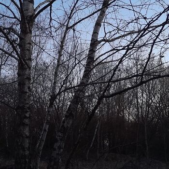 Calf (2025) Calf (2025)