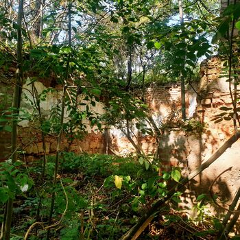 strom woody plant vascular plant Les