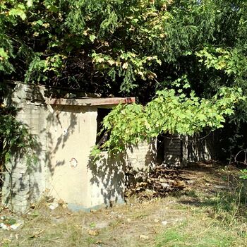 tree woody plant vascular plant landscape