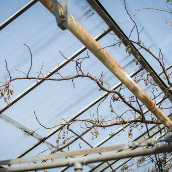 drát kabel obloha strom