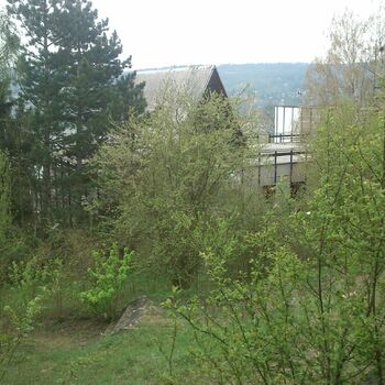 strom krajina woody plant Les