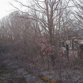 Calf (2025) Calf (2025)