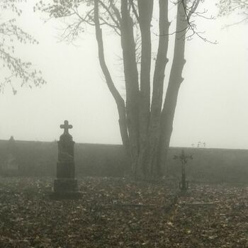 tree woody plant vascular plant forest landscape park