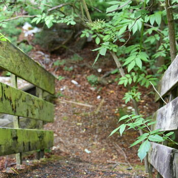 strom woody plant vascular plant