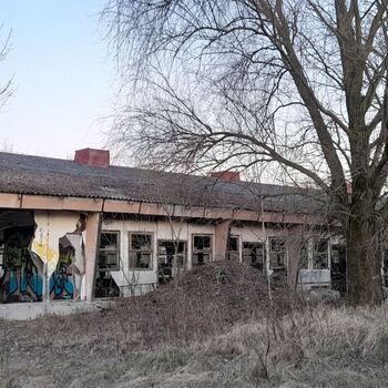 Calf (2025) Calf (2025)