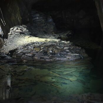 Krokodýl aligátor plaz voda řeka