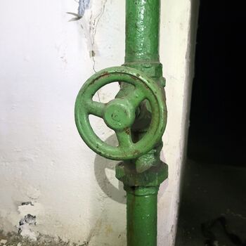 Ein Welpe mit Rüssel