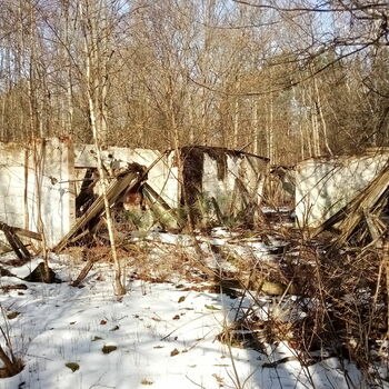 sníh zima studené Les krajina stromy strom sníh zima studené Les krajina stromy strom