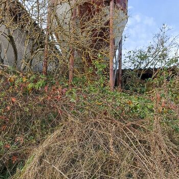 vascular plant Amaranth Heu Kraut Baum Feld Pflanze Landschaft