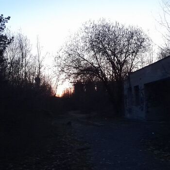 Calf (2025) Calf (2025)