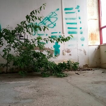 sgrafity dekorace sgrafity dekorace