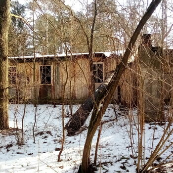 sníh strom zima Les stromy sníh strom zima Les stromy