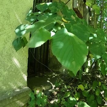 Urbex - Opuštěné vesnické staveni