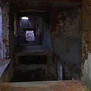 Calf (2025) Calf (2025)