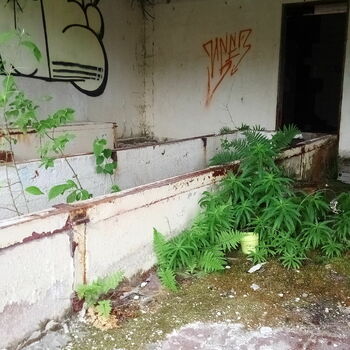 sgrafity zeď dekorace sgrafity zeď dekorace