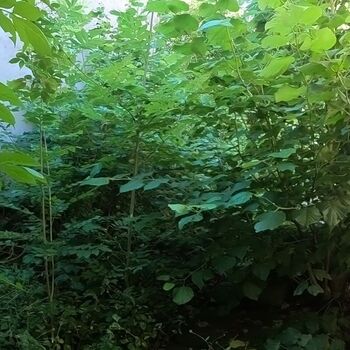 Urbex - Opuštěné vesnické staveni