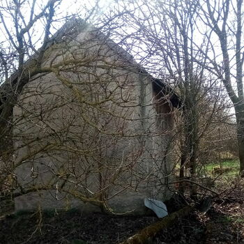 tree forest landscape trees