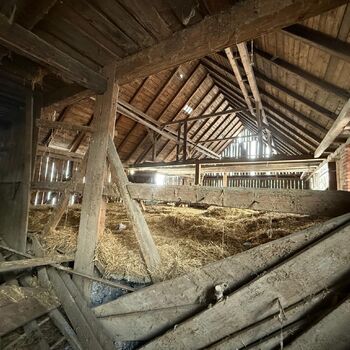 DDT, or the crocodile wasn't home