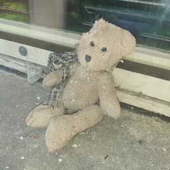 teddy plaything starfish teddy plaything starfish